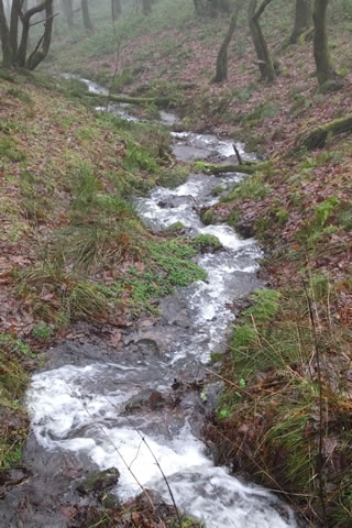stream in the woods pic