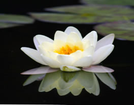 water lily